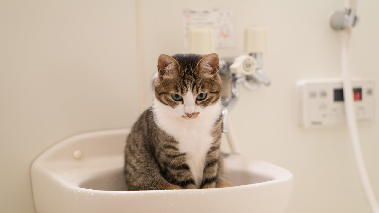 猫のお風呂の温度は36 前後がベスト 注意点や最適な入れ方を解説 ほごねこのきょうかしょ